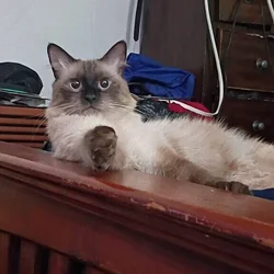 Year old Siamese male needs home ASAP