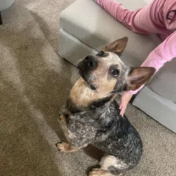 Rehome dog