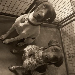 Rehome 2 as a pair
