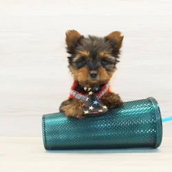 Tiny Yorkie Puppy For Sale