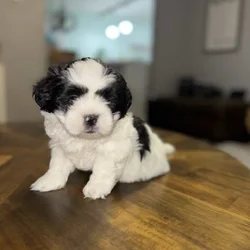 Maltese ShihTzu puppy Mal-shi
