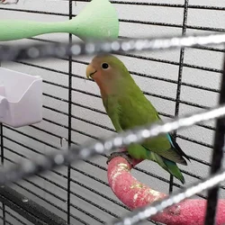 Juvenile Peach Face Lovebird - Bird 1