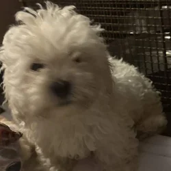ShihTzu/Miniture Poodle