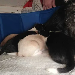 Small breed puppies for sale