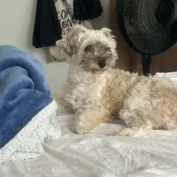 Havanese dog for sale!