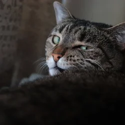 Tabby cat