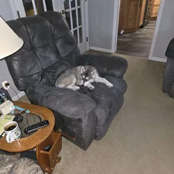 Husky puppy for sale