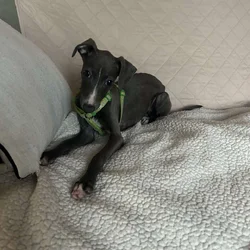 Italian Greyhound