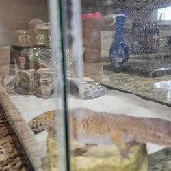 Spirit the leopard gecko