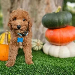 Sammy-Mini Poodle