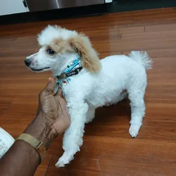Purebred and registered Toy Poodle for sale