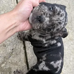 American bully x English Bulldog mix