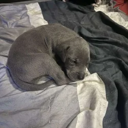 Great Dane Puppies
