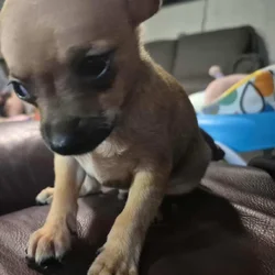 Rehoming Chihuahua Puppies
