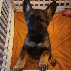 AKC Registered German Shepherd Puppies