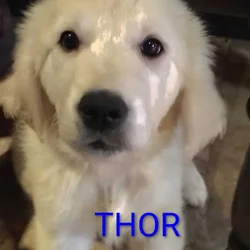 English cream golden retriever puppies