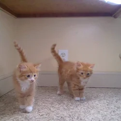 kittens