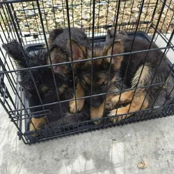 Vaccinated German shepherd puppies