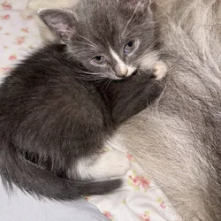 Need to rehome some cats because am moving