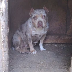 Female bully