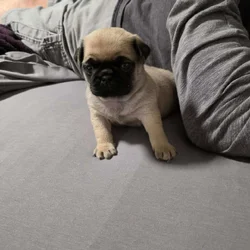 Pug puppies for sale