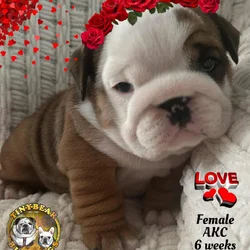 Gorgeous English Bulldog puppy