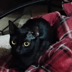 Free kittens