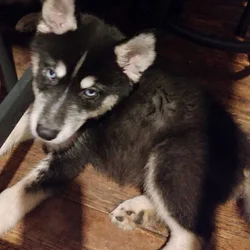 Siberian Husky Puppies