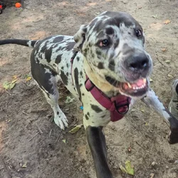 2 year old Daniff (great dane,mastiff)
