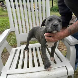 XL American Pitbull cross puppies