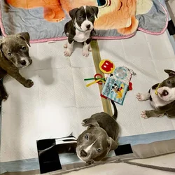 Puppies