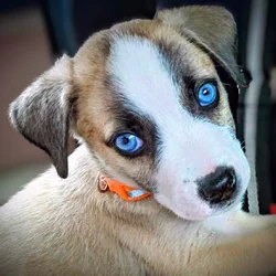 Labrabull puppies
