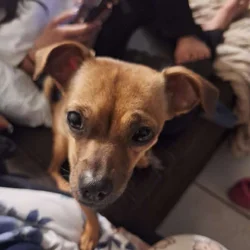 2 Free chiwawa mix