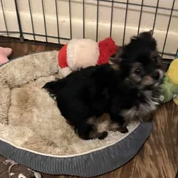 Traditional Female Yorkie