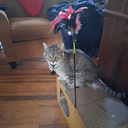 Senior Part Siamese Cat