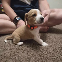Beagle puppies