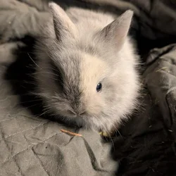 Lionhead Rabbits