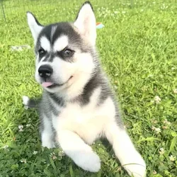 Nova