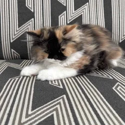 Persian Dollface