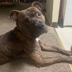 16 month old Male Brindle Pit Bull