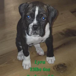 AKC PUPPY
