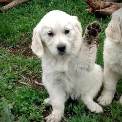 English cream golden retrievers
