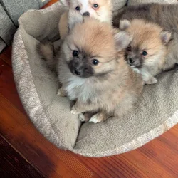 WA state pommeranian puppies