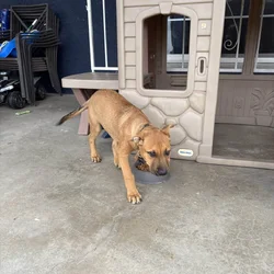 Selling dog