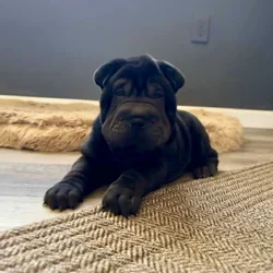 💫 Comet - Male, Black Sable Brush Coat Shar Pei