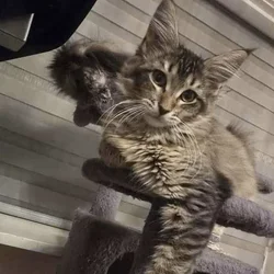 Maine Coon Angel