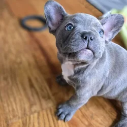 Blue French Bulldog with Brindle Markings