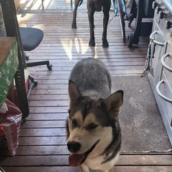 Re-homing Husky and Great Dane