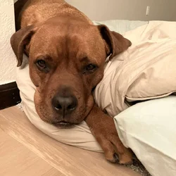 Fully Trained Family Friendly Dog