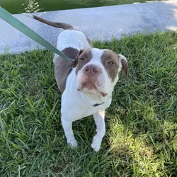 Rocky- Pitbull